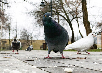 funny pigeon on the ground in spring  looking in camera