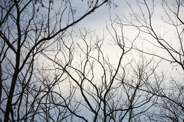branches of a tree in winter
