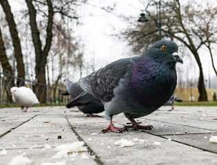 funny pigeon on the ground in spring  looking in camera