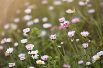 horizontal flowery background with daisies and backlight. space for copy. spring concept, flowery.