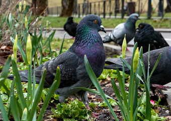 two pigeons birds in the green  grass in spring park