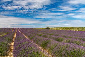 Fototapeta na wymiar a famous purple lavender farm under a cloudy sky in a sunny day in Avignon, Provence, France