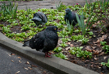grey and black pigeons on the green grass looking fo food