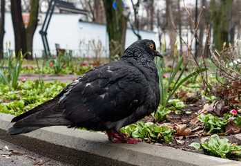 pigeon in the park