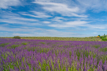 Fototapeta na wymiar a famous purple lavender farm under a cloudy sky in a sunny day in Avignon, Provence, France