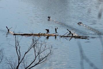 cormorants fly from trees to rivers