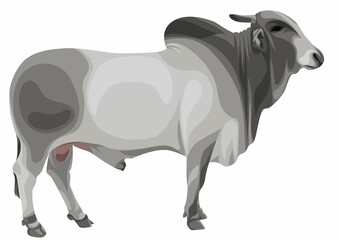 BLANCH ISOLATED BREEDER CATTLE