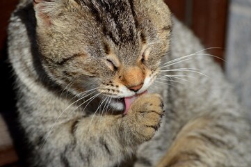 colorful cat with yellow eyes, licking himself