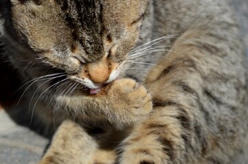 colorful cat with yellow eyes, licking himself