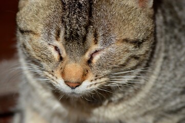 a colorful cat dozing in the sun