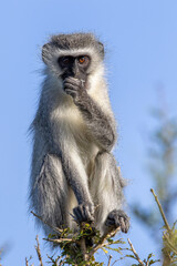 Vervet monkey sitting in the sun, Addo Elephant National Park