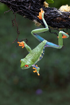 Red-eyed Tree Frog (Agalychnis callidryas) is jumping from tree branch.