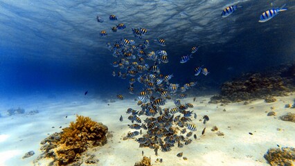 Fototapeta na wymiar coral reef and fishes of tge red sea Egypt