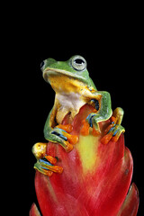 Flying frog (Rachophorus reinwardtii) sitting on flower, beautiful tree frog, Javan tree frog.