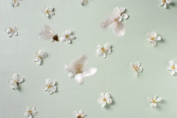 Flores de cerezo sobre fondo verde laurel con pintura tiza, flores cayendo