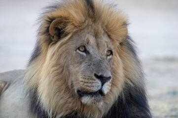 Lion (Panthera leo) Kgalagadi Transfrontier Park, South Africa