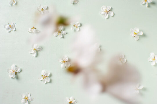 Flores de cerezo sobre fondo verde laurel con pintura tiza, flores cayendo. Ideal para celebraciones como boda y comunión. Especial día de la madre.