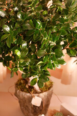 pianta di foglie verdi in vaso 