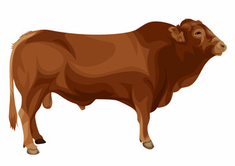 MOSES RED COW BREEDER