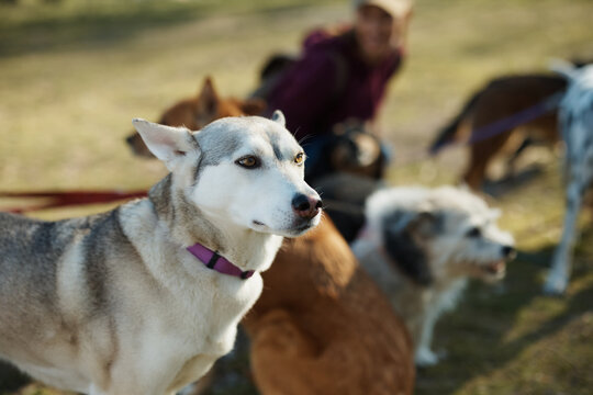 Mixed breed husky with pack of dogs and sitter during a walk in park.