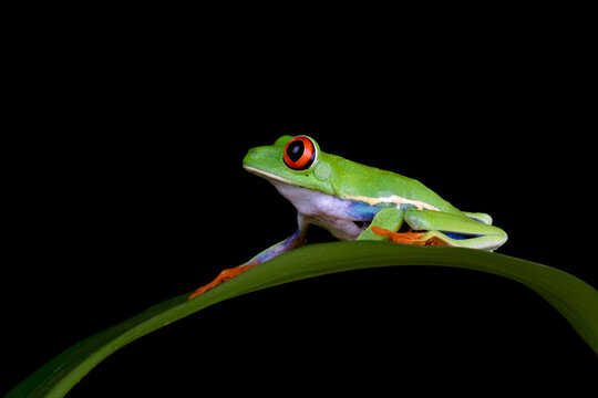 Red-eyed Tree Frog (Agalychnis callidryas) perched on a leaf. © Lauren