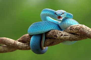 Blue Insularis (Trimeresurus insularis) is venomous pit vipers and endemic species in Indonesia....