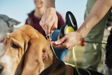Close-up of pet sitter attaching leach on dog's collar during a walk in nature.