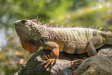 Beautiful photo of a green iguana with orange paws and a striped tail, sitting on a stone, rock, turned left, head turned to the left, jungle, Colombia