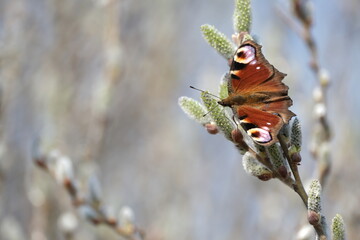 Peacock butterfly on a catkin, colorful butterfly on a blooming willow tree