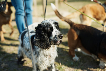 Cocker Spaniel and group of dogs with their dog walker in park.