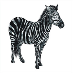 Fototapeta na wymiar Zebra, vintage engraved illustration. black and white monochrome painting with water and ink draw zebra illustration