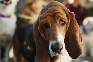 Close up of basset hound with sad eyes looking at camera.