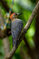 Red-crowned woodpecker red head bird with striped black and white wings sitting on a branch, tropical exotic bird in Colombia Latin America