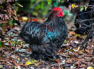 Portrait of nice black chicken on the fallen leaves