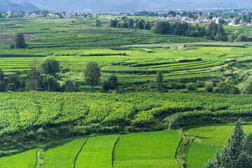 Fototapeta na wymiar Aerial view of green rice fields and village