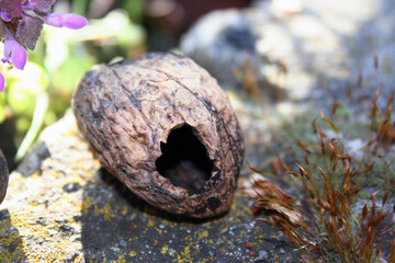  Hole with empty walnuts
