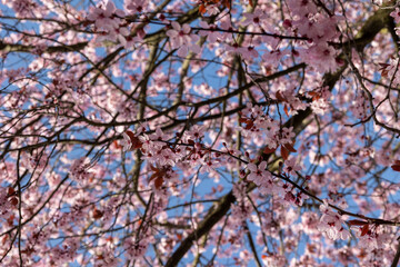 Kirschblüten am Baumast mit blauen Himmel.