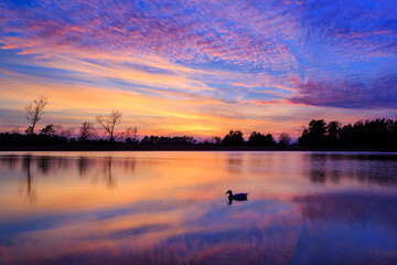 A Duck At Sunset - 496334279