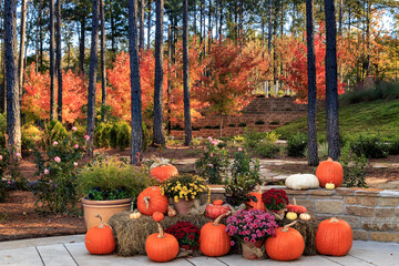 Autumn Pumpkins In East Texas - 496334282