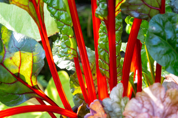 Red Rhubarb Stems In The Sunlight - 496334292