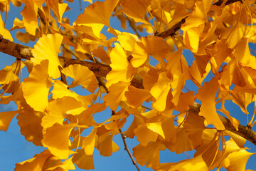 Yellow Leaves Of Texas - 496334293