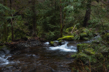 Naklejka na ściany i meble Creek flowing through lush green Pacific Northwest forest