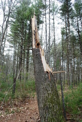 White pine tree trunk split in half. Pine tree broken, splintered from wind storm, winter storm damage.