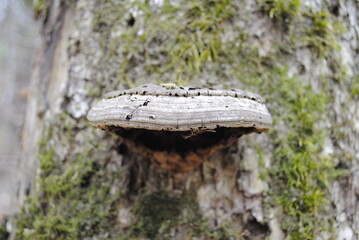 Shelf fungi shelf mushroom growing on the mossy bark of a tree