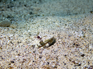 Underwater close up of a Diamond Lizardfish, synodus synodus, buried and camouflaged in sand. Underwater predators at the Canary Islands, Spain.