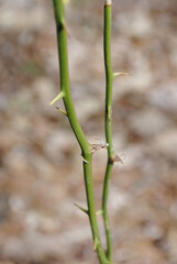 Sharp pointy thorns isolated close up on a bright green vine macro