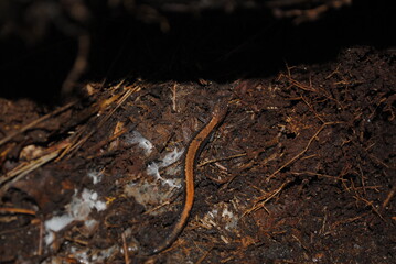 Eastern red-backed salamander (Plethodon cinereus) coming out of hibernation wriggling through the brush macro close up isolated