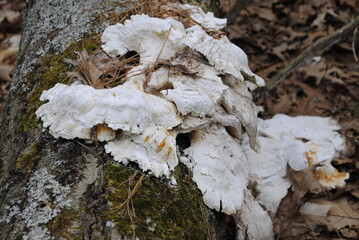 Large white mushroom growing on a log on the ground in the forest
