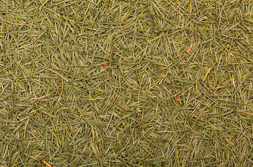 Green background with pine needles from a Christmas tree