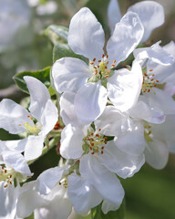 Beautiful Apple Trees blossom. Close-up Apple Trees blossom. Branches white flowers green Leaves background close up. Spring orchard. Summer sunny day nature. Fruit tree flowers. Floral background